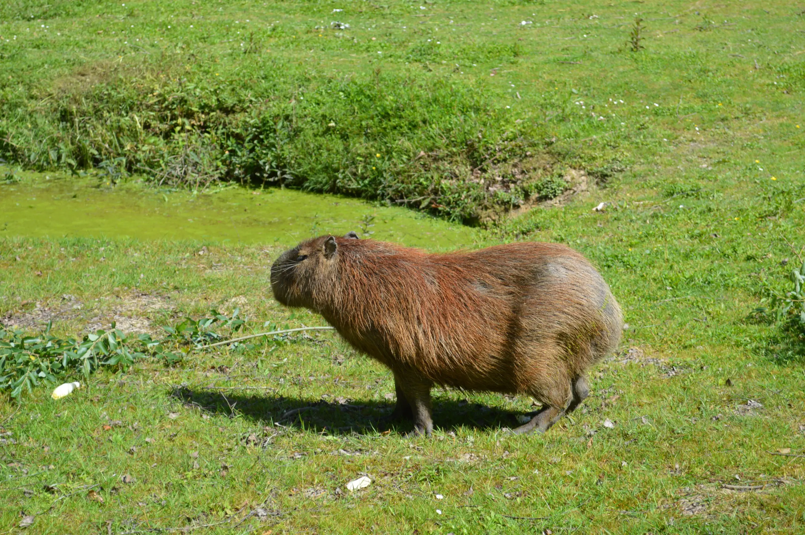 Capybara