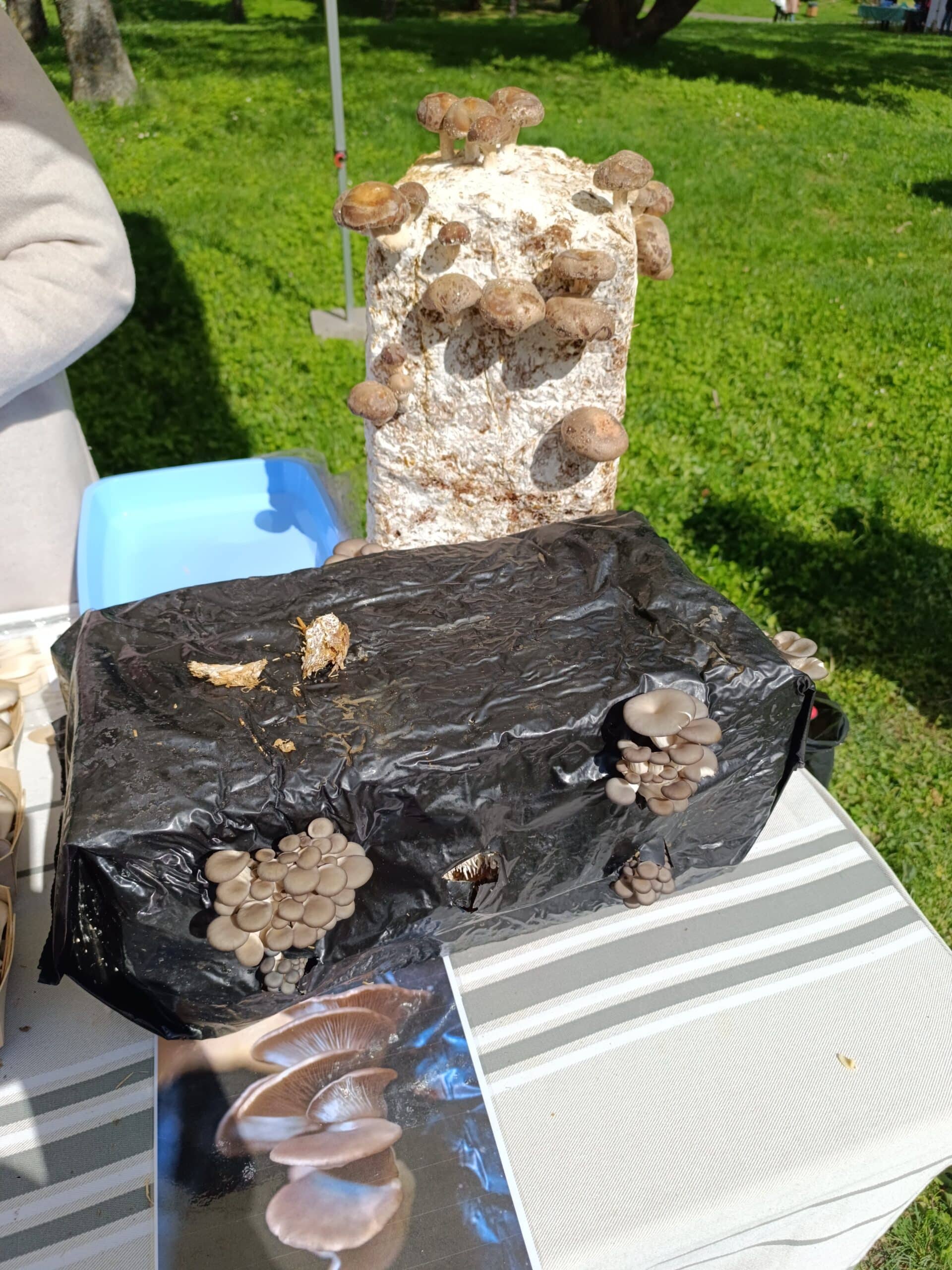 IMG-20240418-WA0037