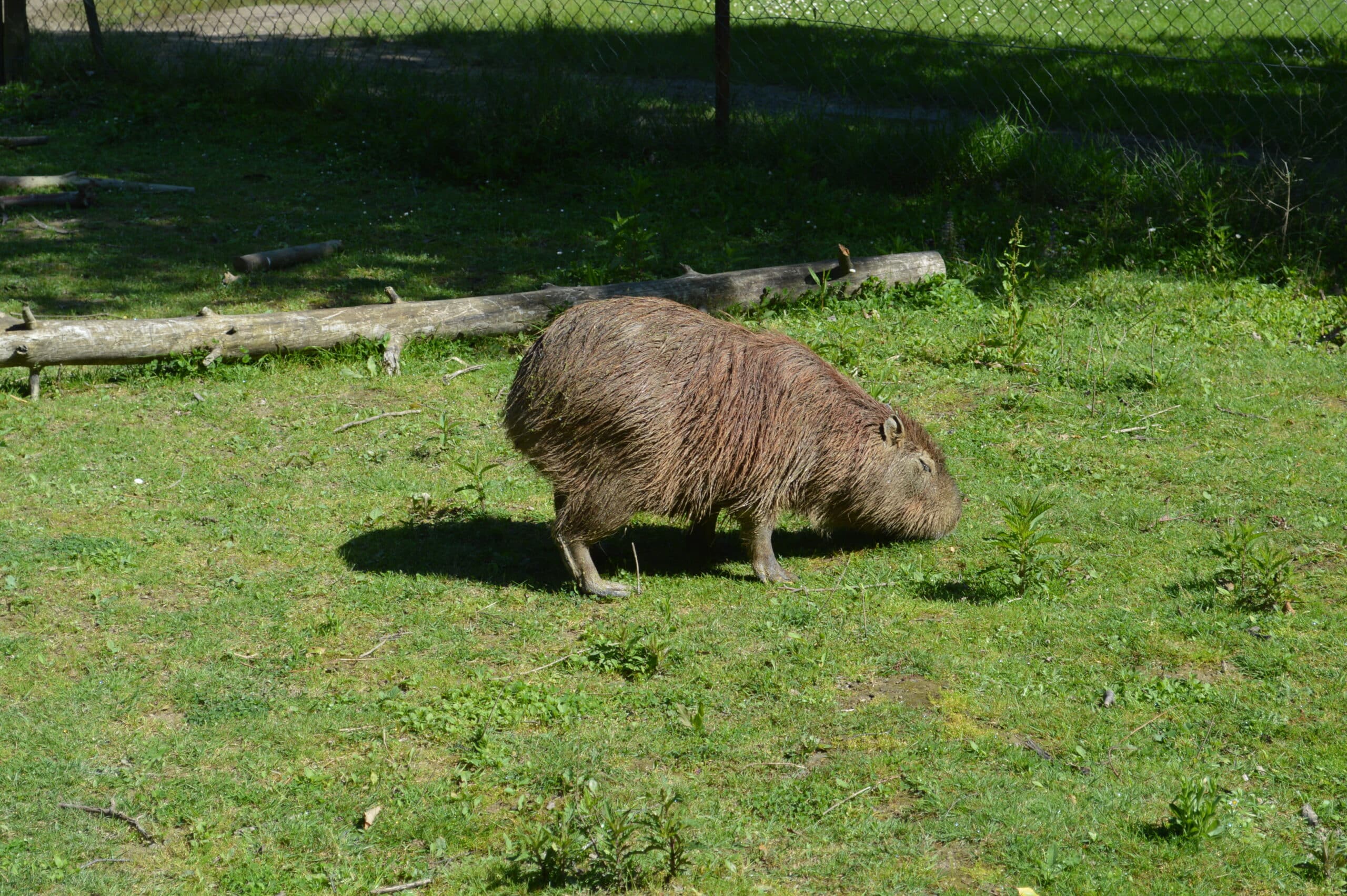 Capybara