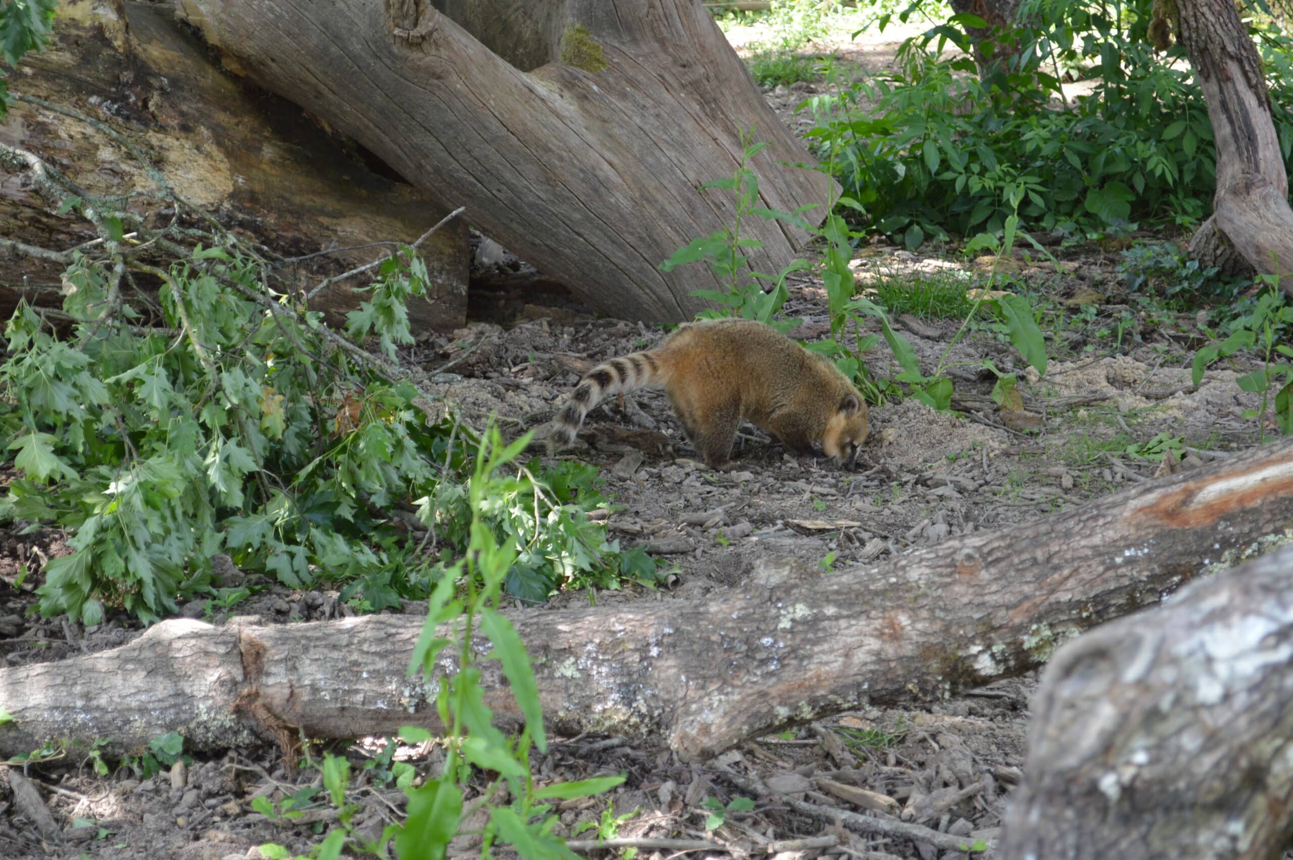 Coati roux