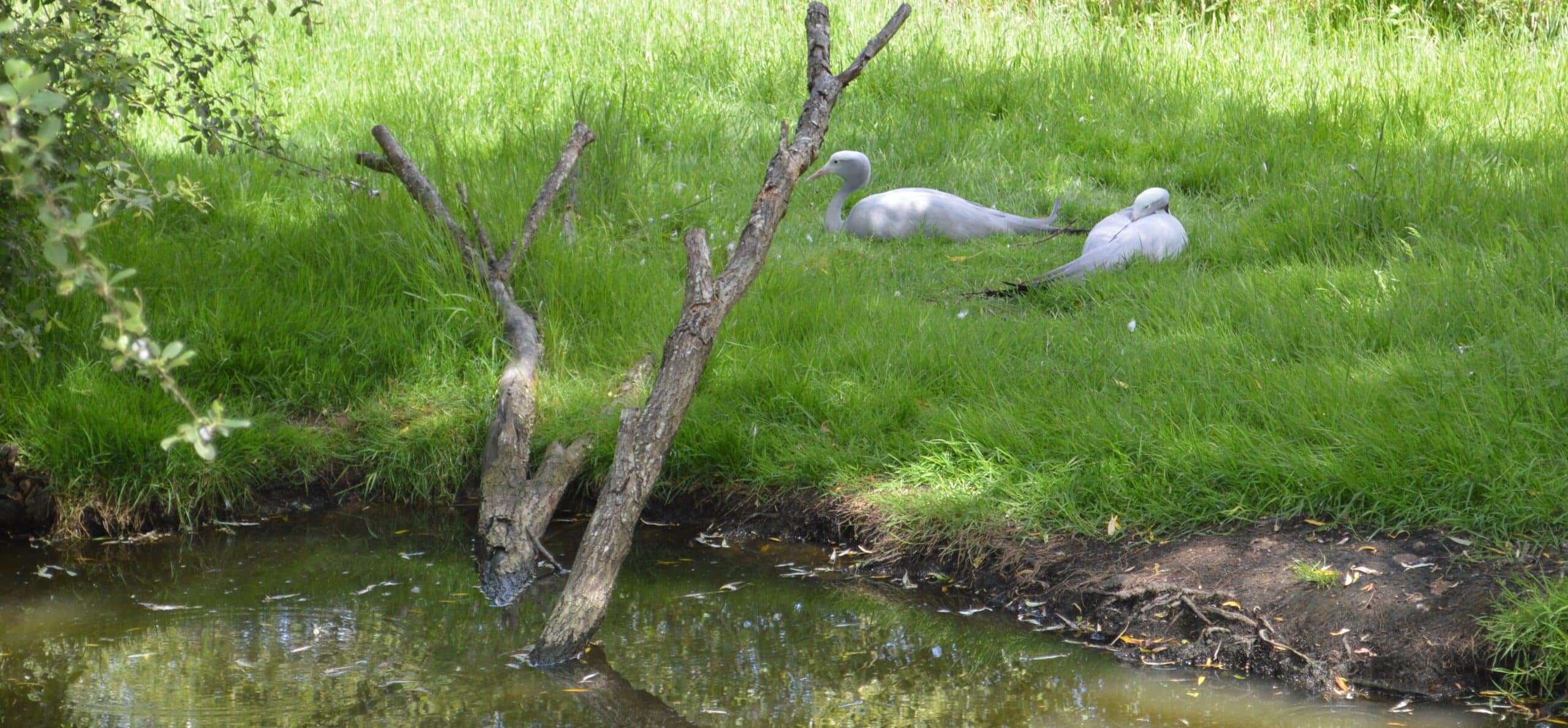 Grue de Paradis