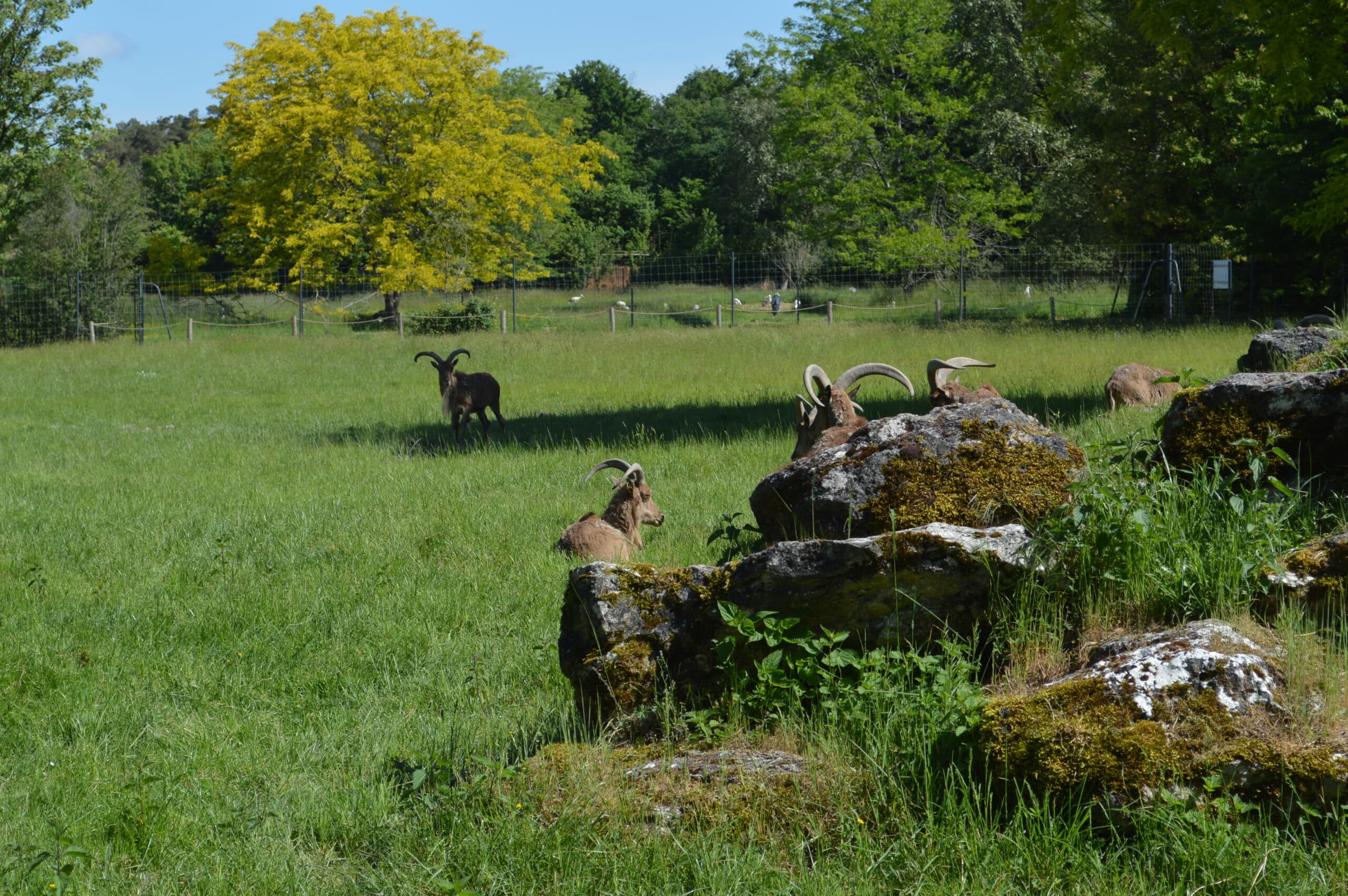 Mouflon à Manchettes
